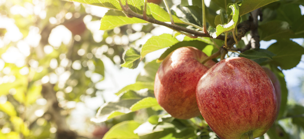 Nearby fresh fruit